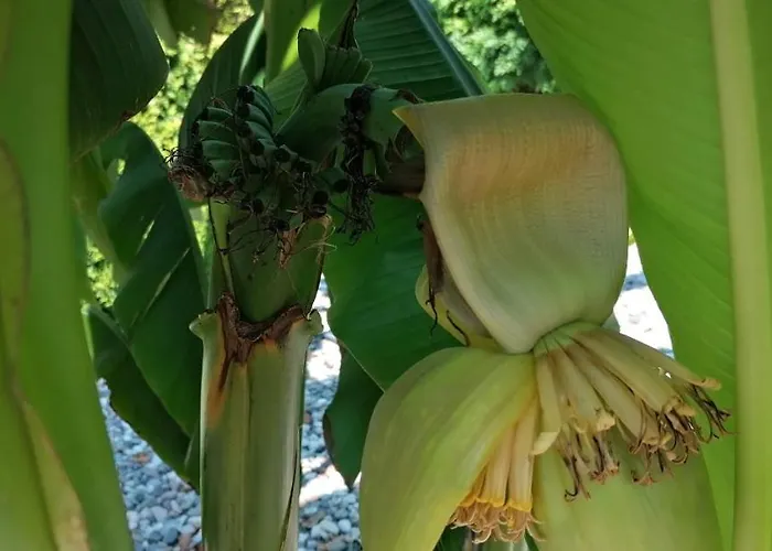 Kucerak Na Drini Bajina Basta